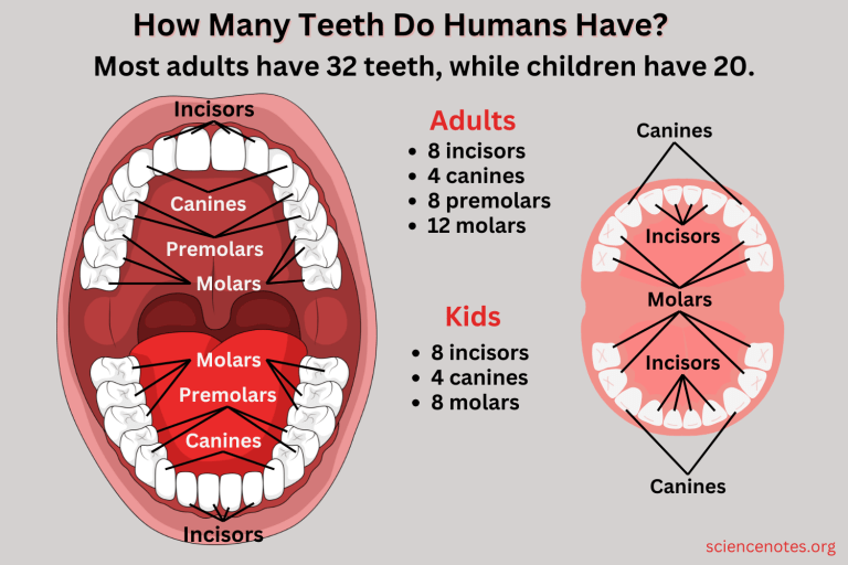 How Many Teeth Does an Adult Have?